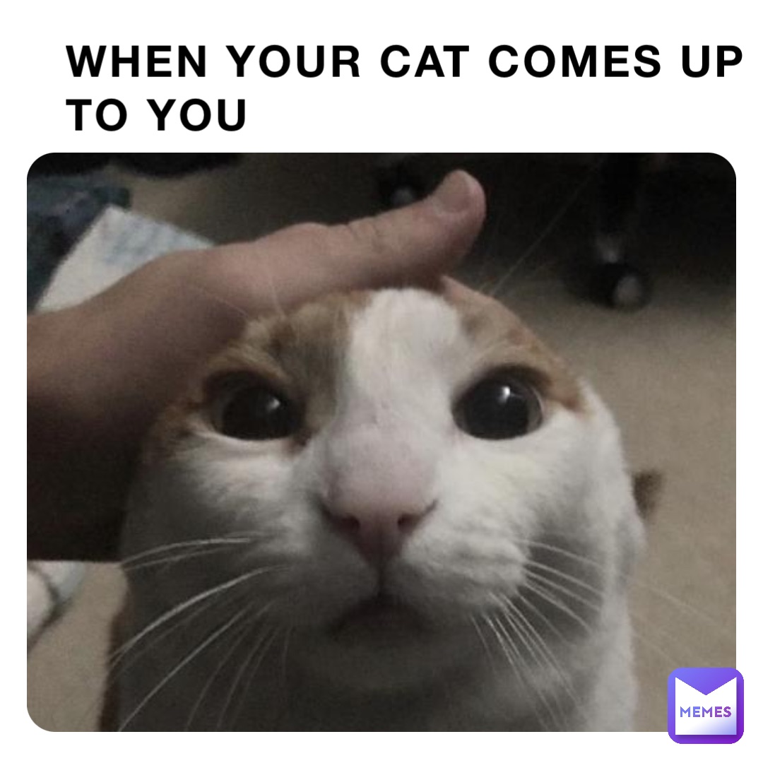 WHEN YOUR Cat comes up to you