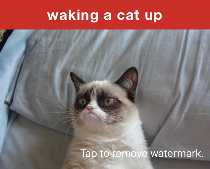 waking a cat up 