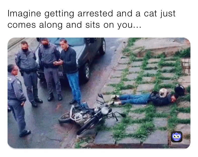 Imagine getting arrested and a cat just comes along and sits on you...