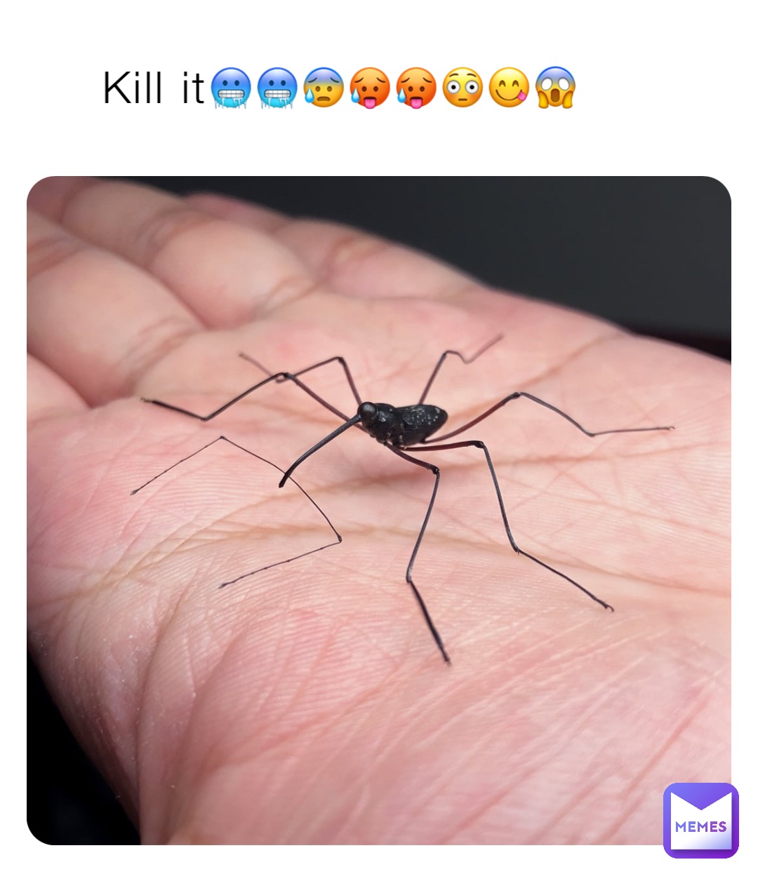 Daddy long legs memes