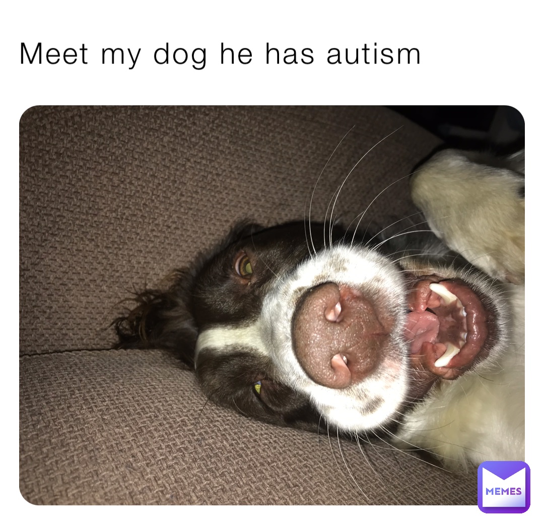 Meet my dog he has autism