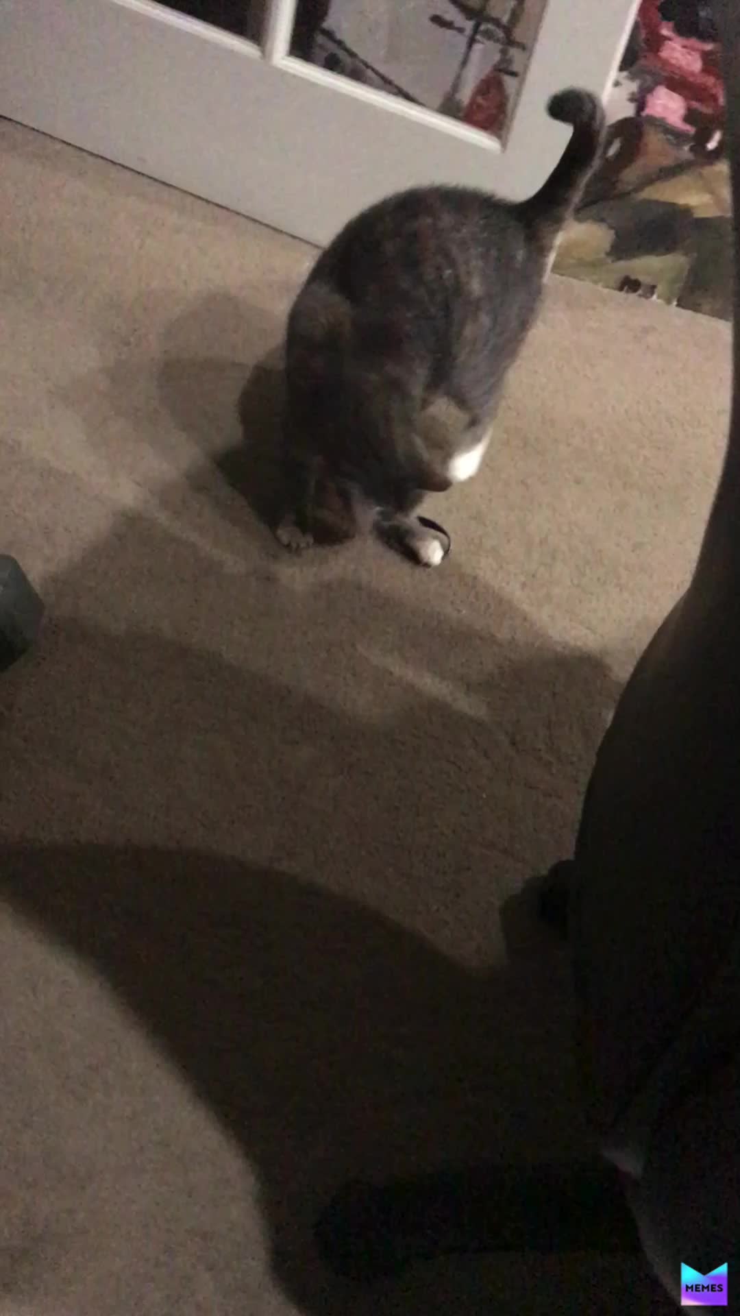 My cat playing with Rubber wrist band   #cats ​Cute ​Cat  #kek  #neat