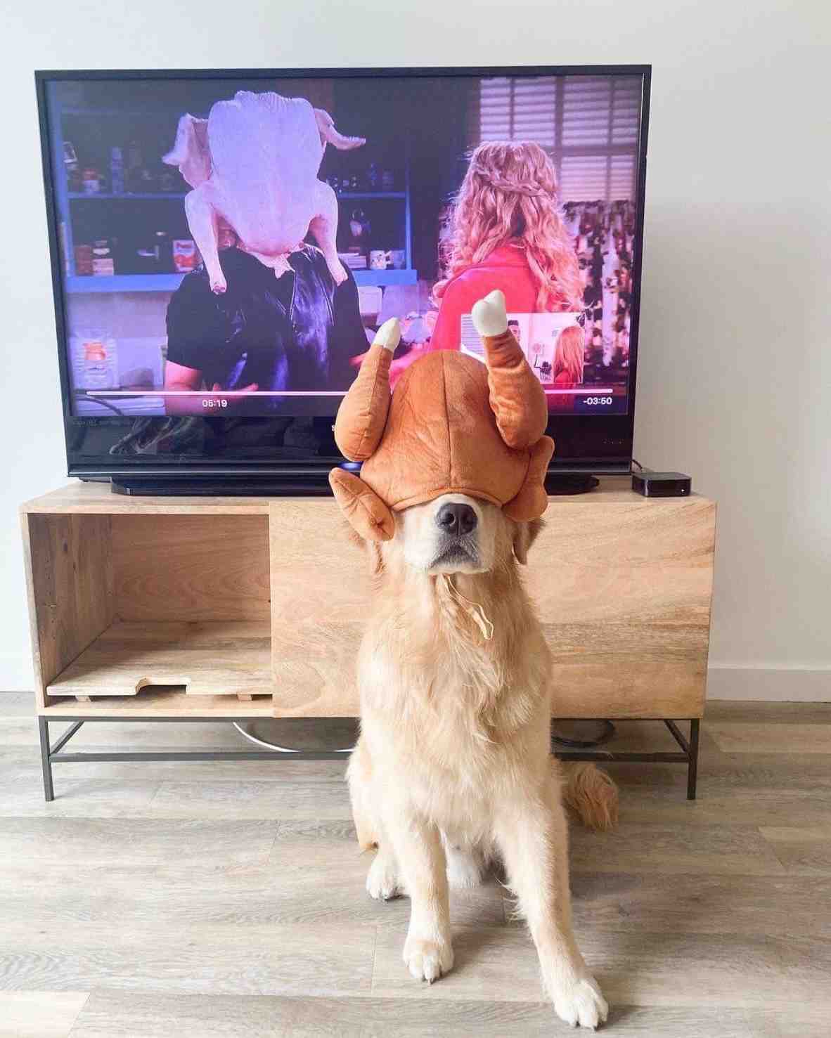  #Koidotexe #happythanksgiving #dog #puppy