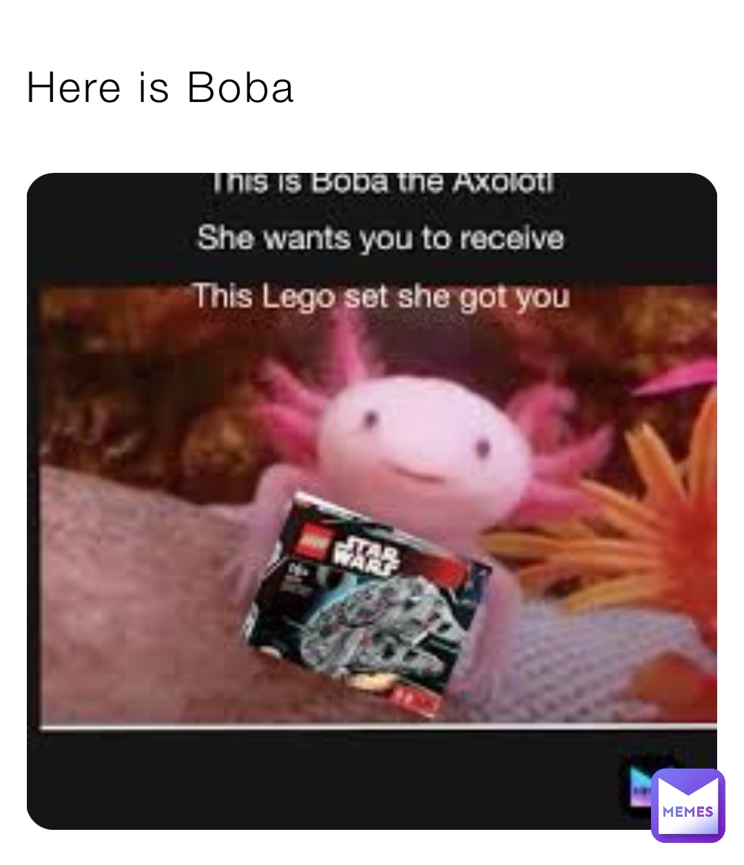 Here is Boba