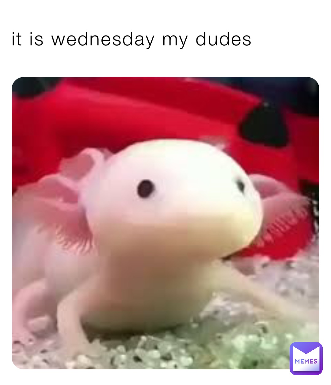 it is wednesday my dudes