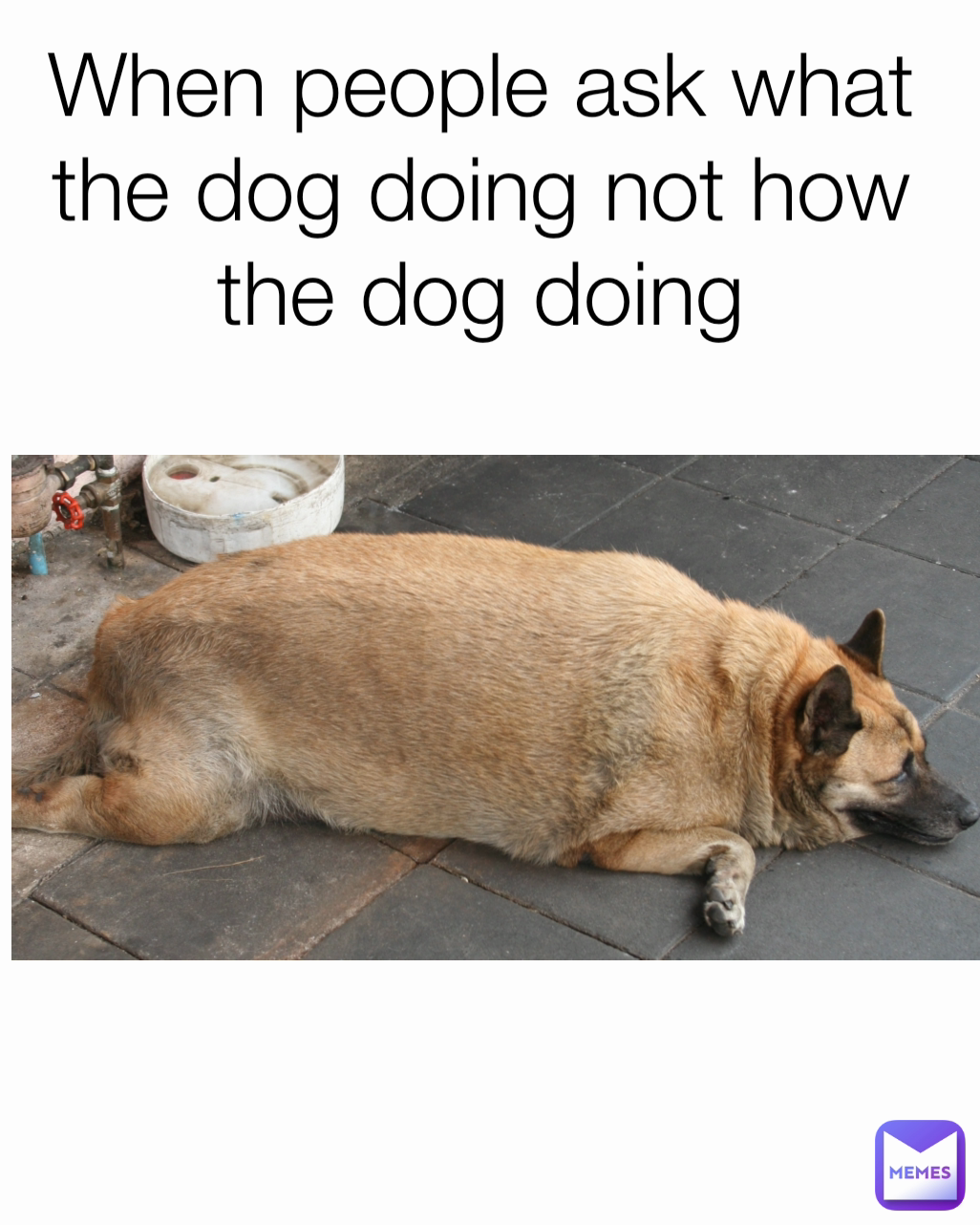 When people ask what the dog doing not how the dog doing
