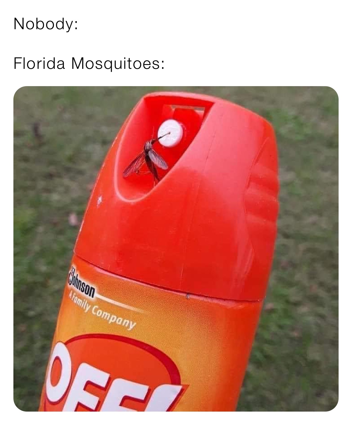 Nobody: 

Florida Mosquitoes: 