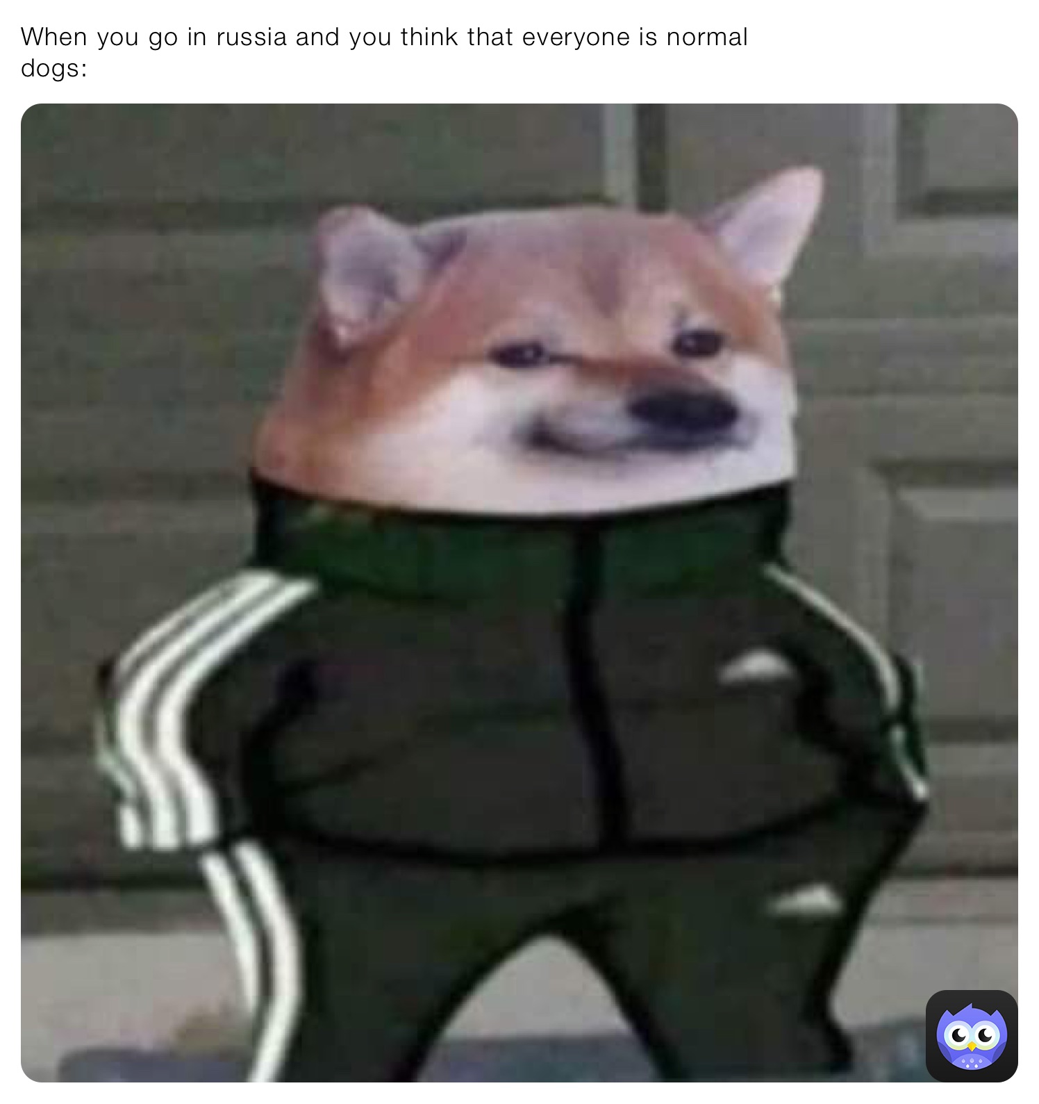 When you go in russia and you think that everyone is normal
dogs: