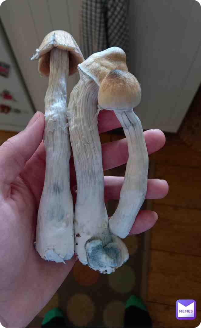 Shrooms # #psychedelics #psychedelicsociety #psychedelicsoul #psychedelicstore #psychedelicschangelives #psychedelicsunset #psychedelicsex #psychedelicscience #legalizepsychedelics #psychedelicsunday #aliensandpsychedelics #psychedelicstyle #psychedelicsbecause #psychedelicshirt #psychedelicsaturday #psychedelicsounds #neoafrofuturisticpsychedelicsurrealistichippy #psychedelicsky #microdosingpsychedelics #psychedelicstoday #psychedelicsymmetry #psychedelicsleepover #psychedelicselfie #psychedelicshit #psychedelicshop #psychedelicsunsetvintage #psychedelicsister #psychedelicstonerrock #psychedelicspace #psychedelicsurrealism #psychedelicsheep #psychedelicsixties #psychedelicspirituality #psychedelicsummer #psychedelicshrooms #thepsychedelicsoundsofthethfloorelevators #psychedelicsalad #multidisciplinaryassociationforpsychedelicstudies #psychedelicsound #psychedelicsheal