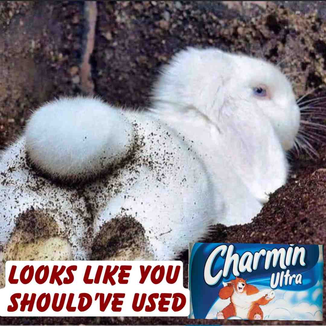 #bunny #funny #bear #new #hot #onlyfans #tp #poop #dirty #dirtymeme #f4f #hot #girls