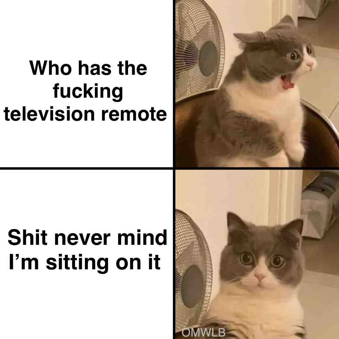 #cat #tv #funny #fun #oc #hotmeme #omwlb #dailymemes #yes #dank