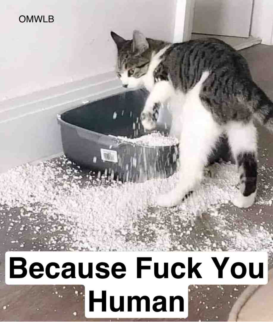 #pet #cat #lol #jokes #lmao #meme #memes #follow #new #oc #f4f