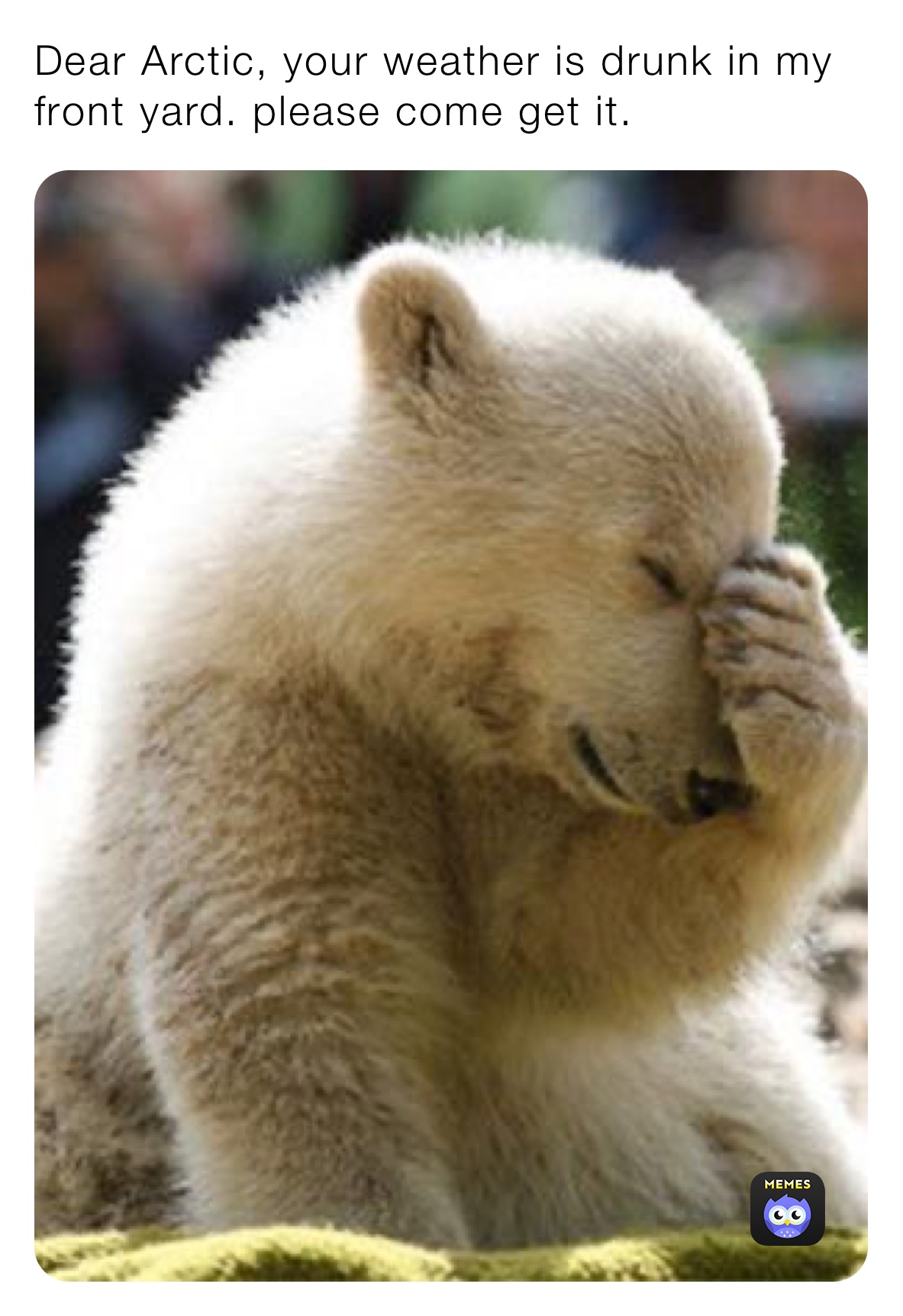 Dear Arctic, your weather is drunk in my front yard. please come get it. 