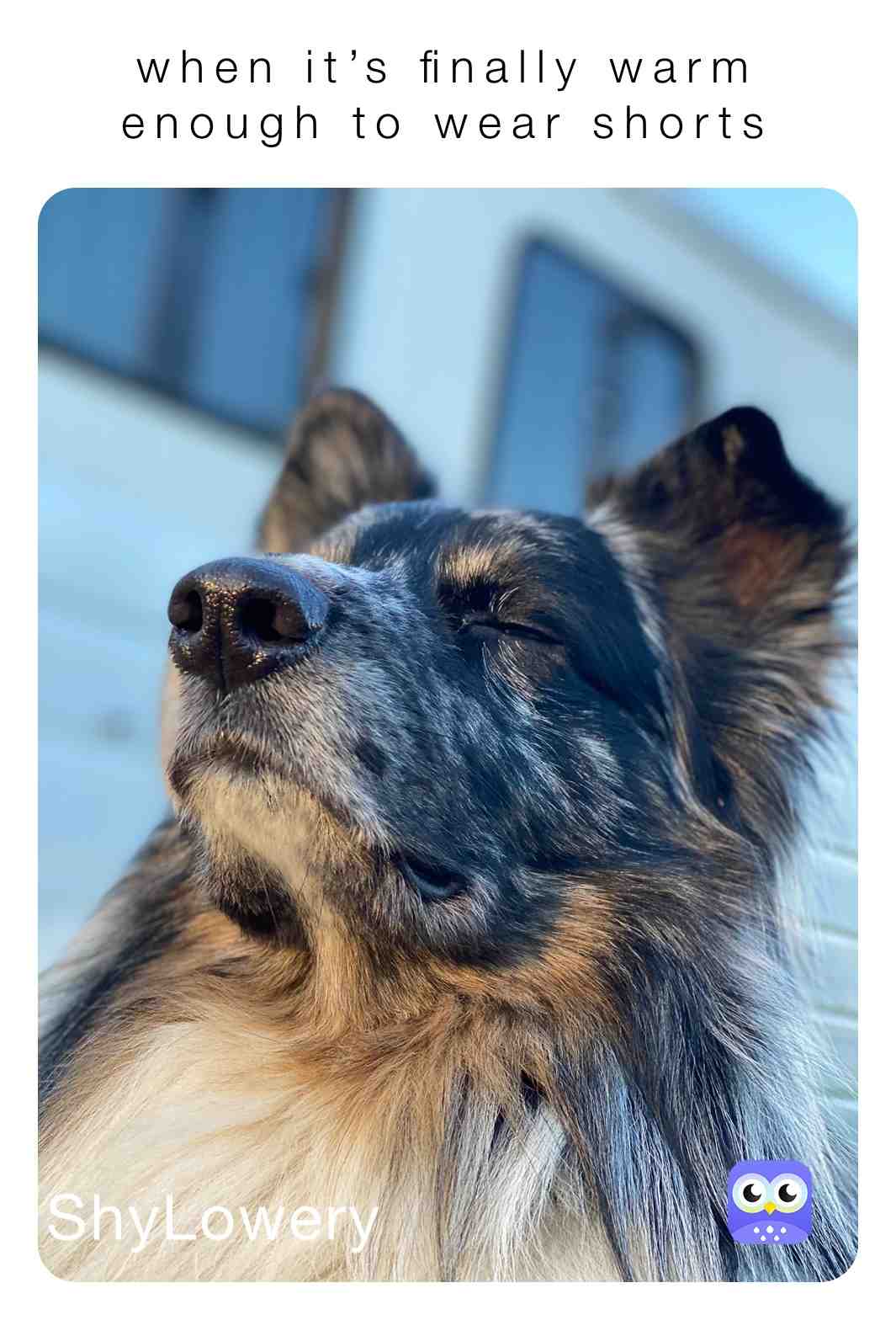#springbreak  #aussiememes  #smoketheauss  #merlelove  #doglover
