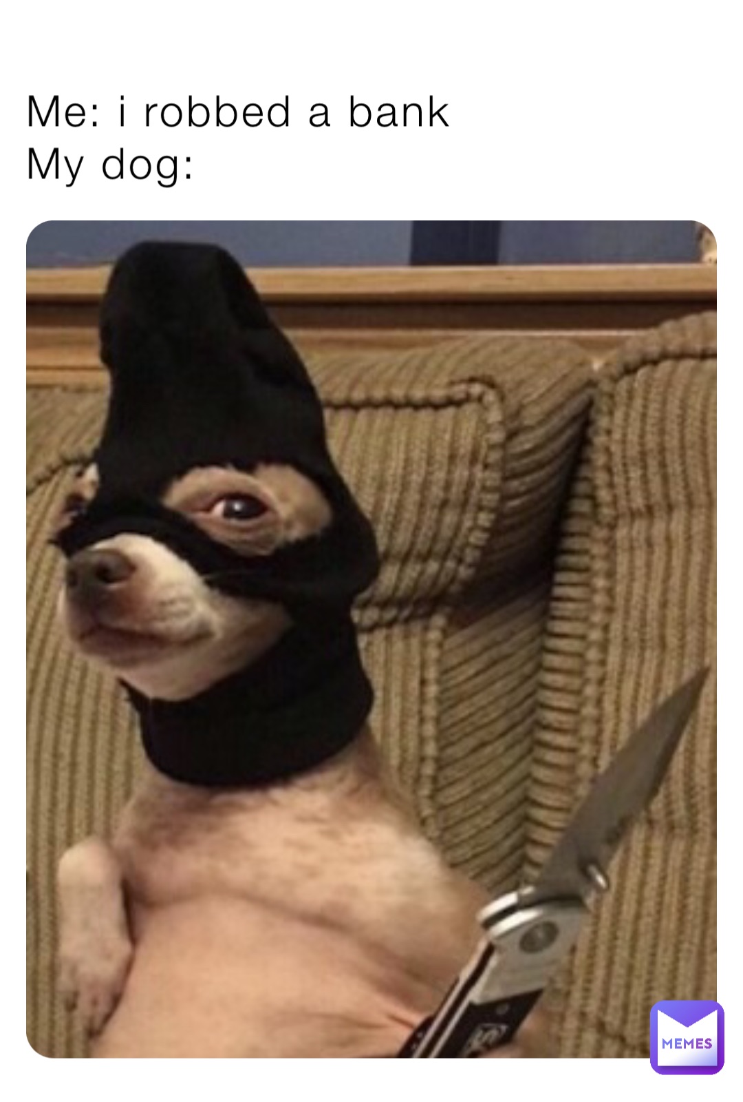 Me: i robbed a bank
My dog: