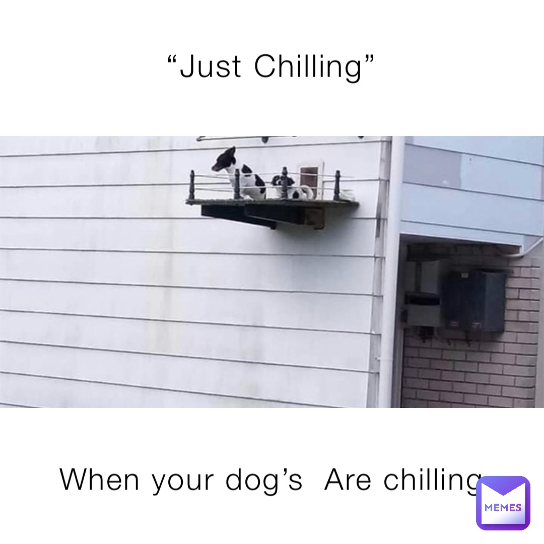 “Just Chilling” When your dog’s  Are chilling