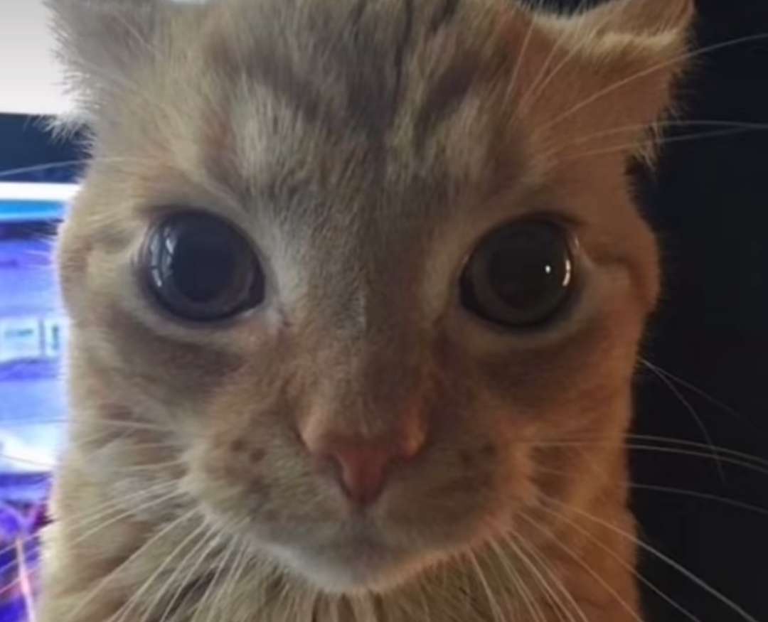 Meme by andreipaulpetrache