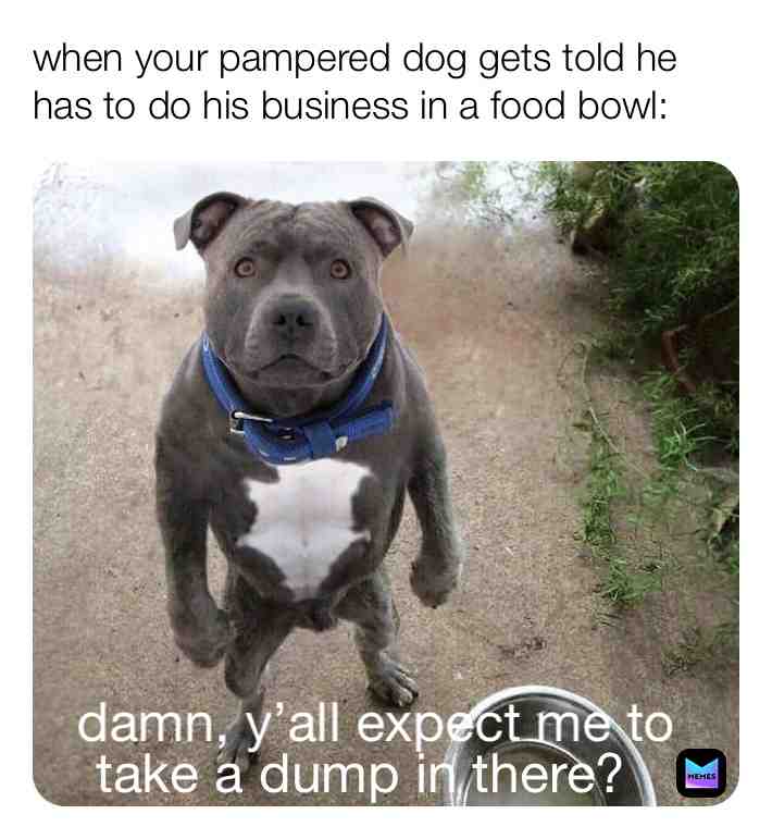 #dog  #memes  #fyp  #follow follow for more funny memes and get a FREE FOLLOW BACK