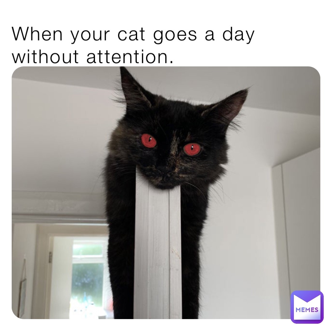 When your cat goes a day without attention.