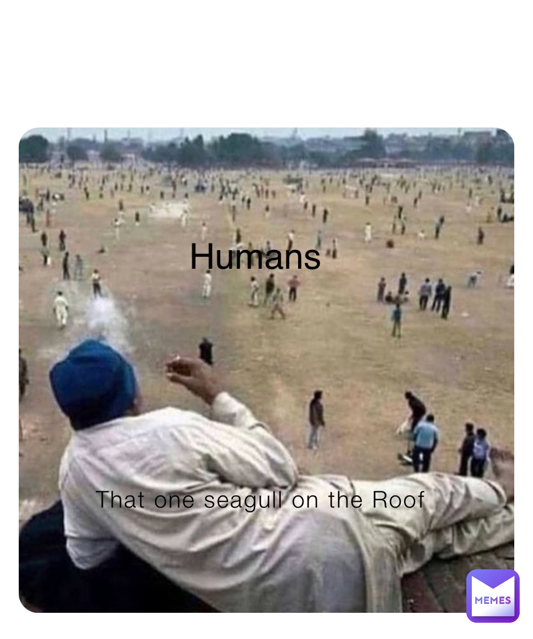 That one seagull on the Roof Humans
