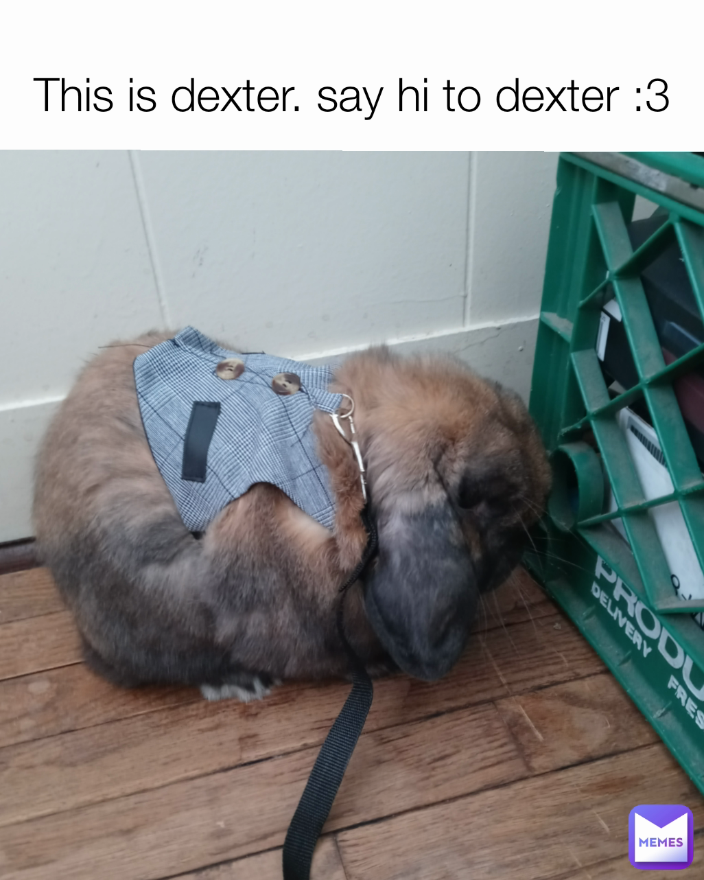 This is dexter. say hi to dexter :3