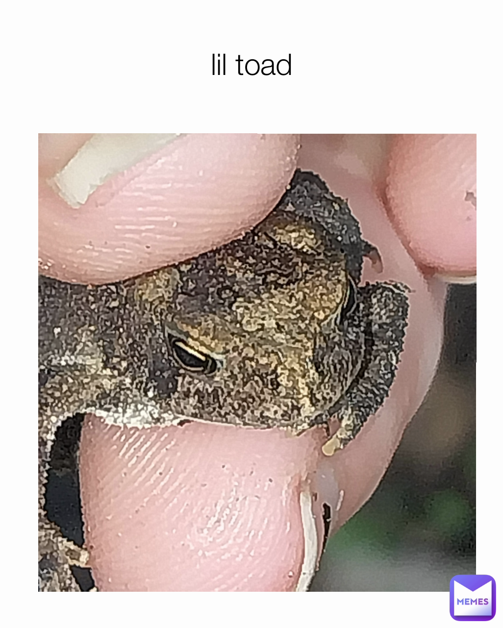 lil toad