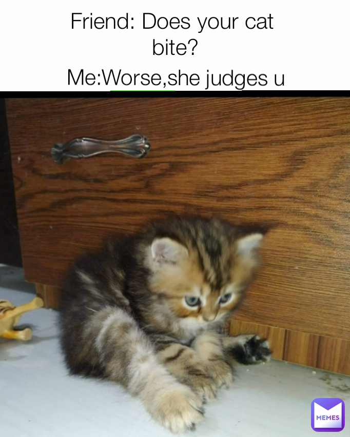 Me:Worse,she judges u Friend: Does your cat 
bite?

Me: Worse, he judges you