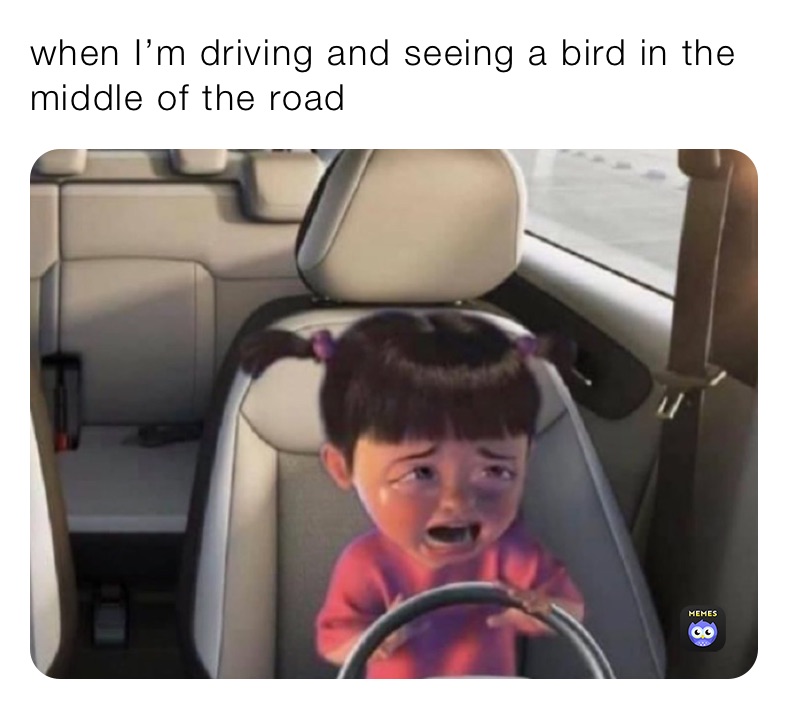 when I’m driving and seeing a bird in the middle of the road