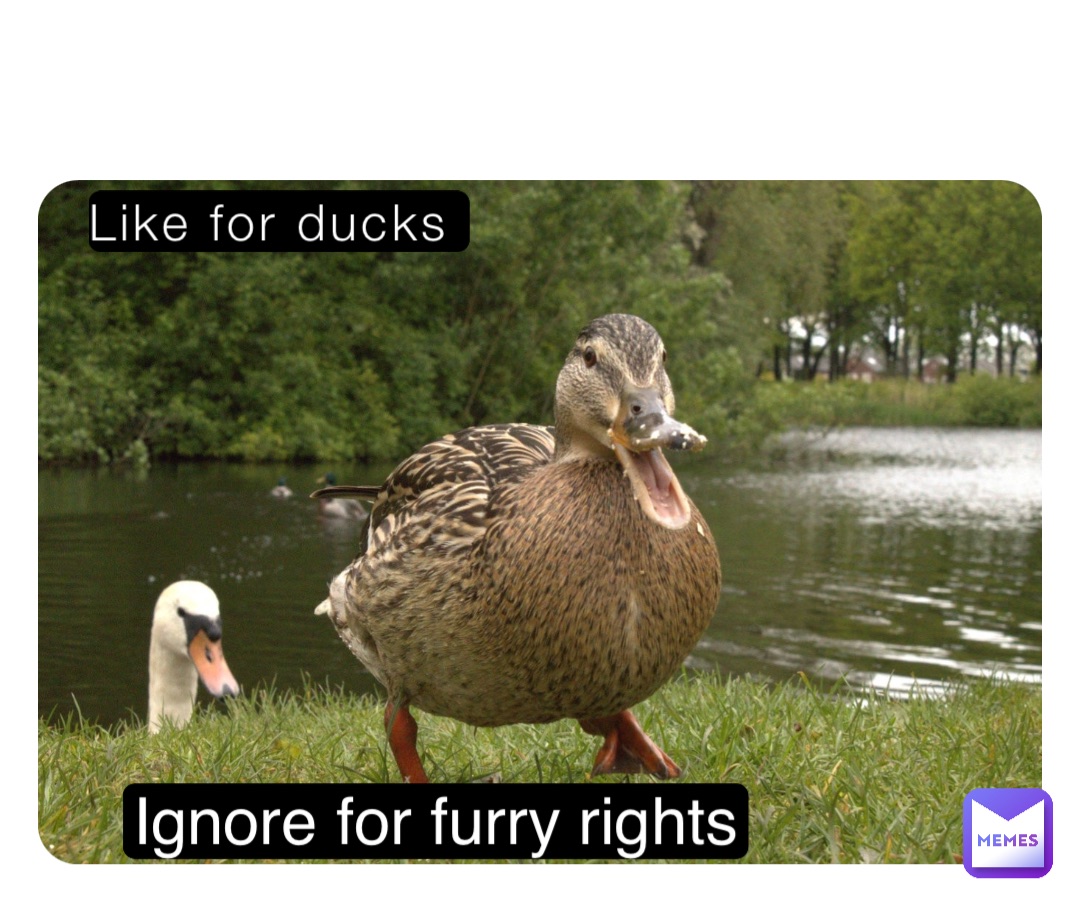 Like for ducks Ignore for furry rights