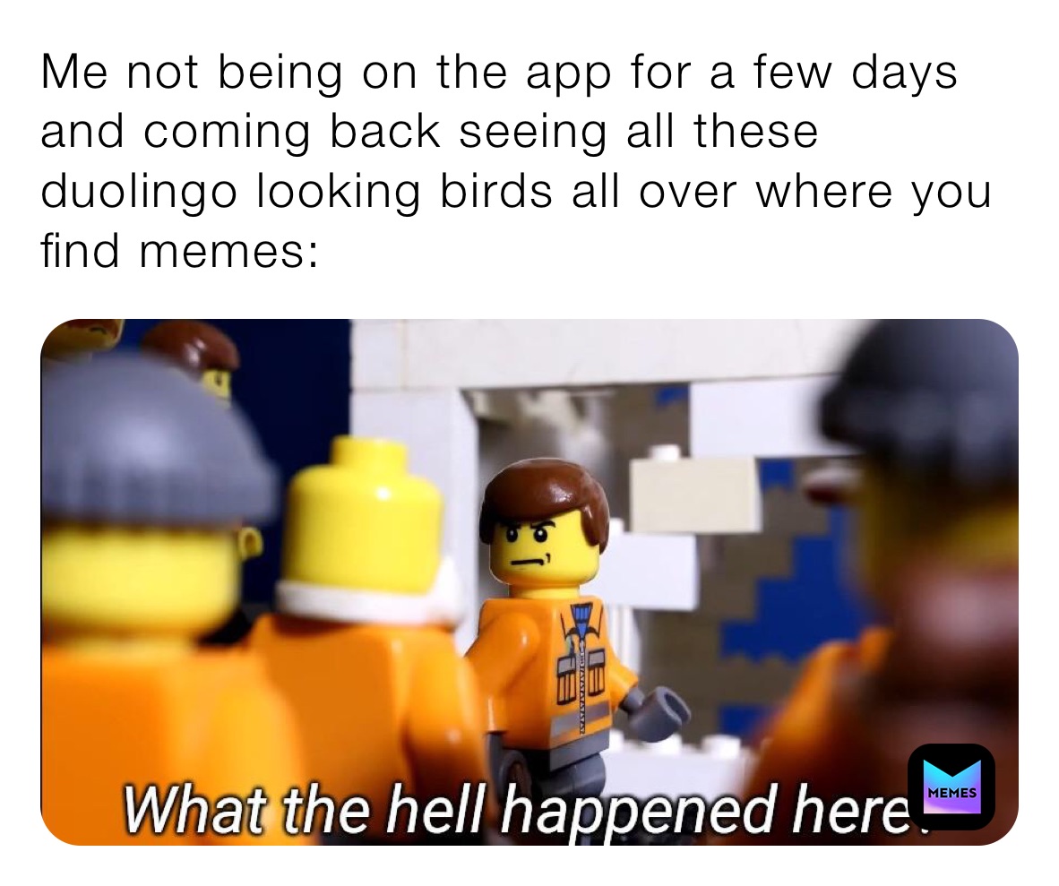 Me not being on the app for a few days and coming back seeing all these duolingo looking birds all over where you find memes: