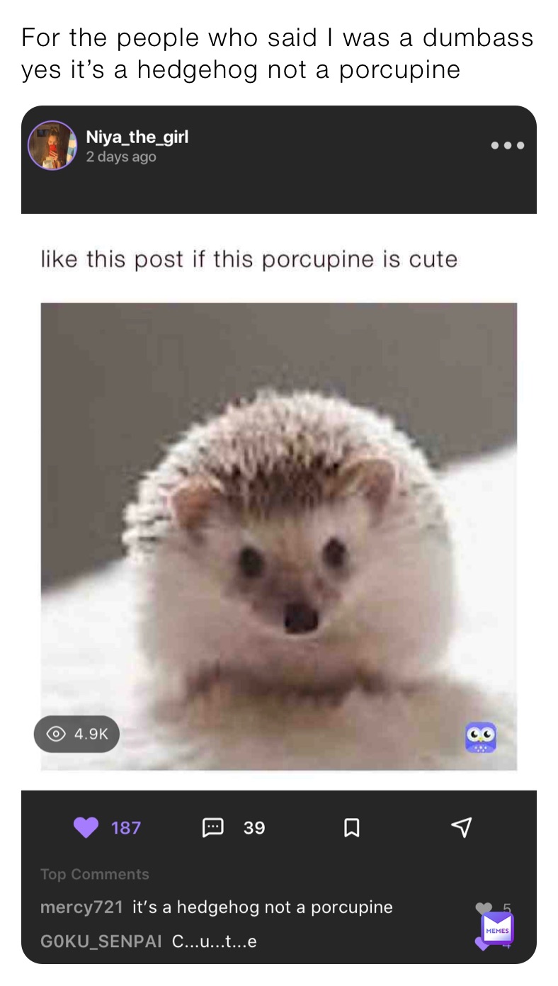 For the people who said I was a dumbass yes it’s a hedgehog not a porcupine 