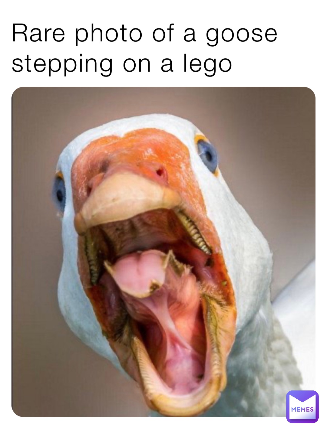Rare photo of a goose stepping on a lego