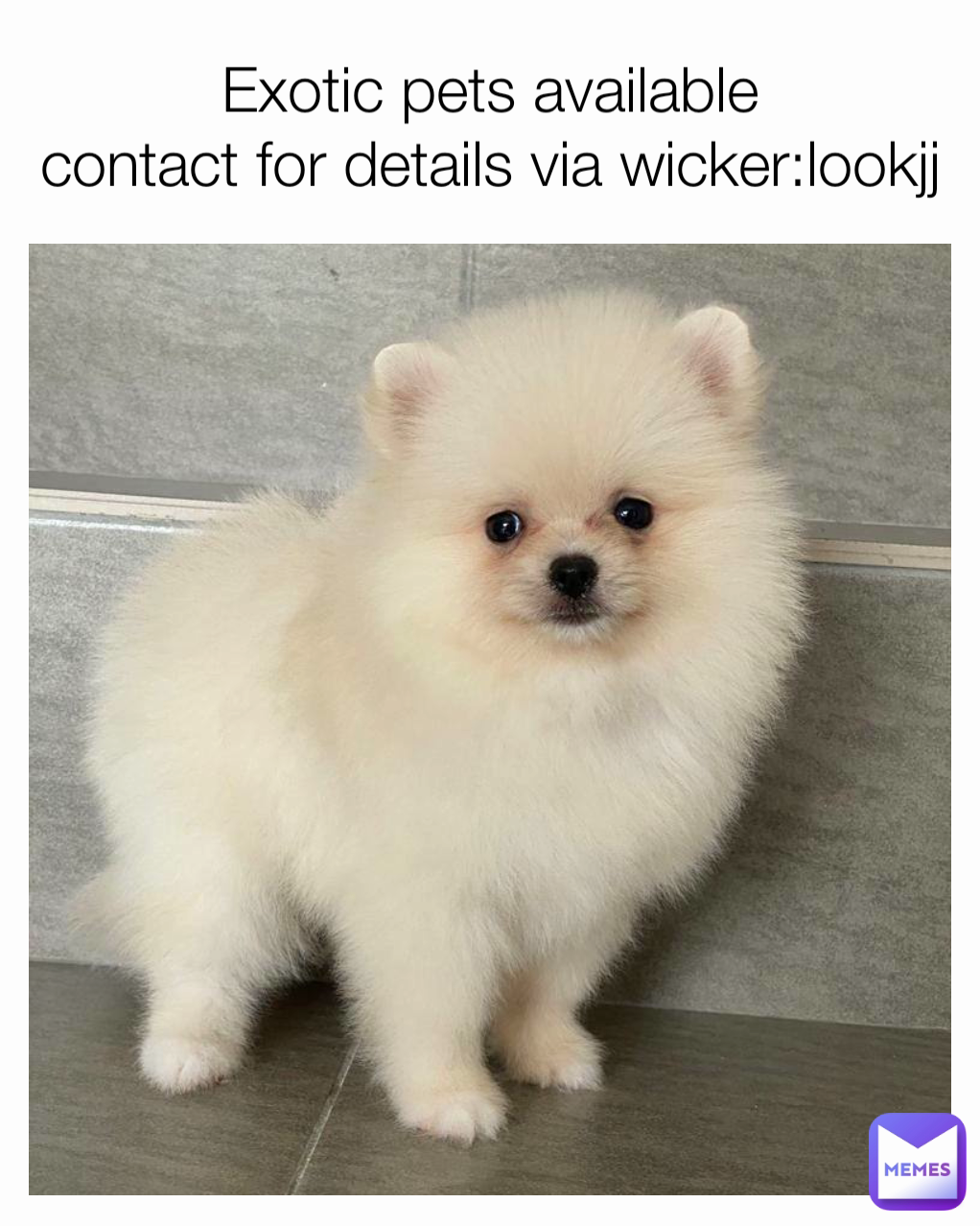 Exotic pets available
contact for details via wicker:lookjj