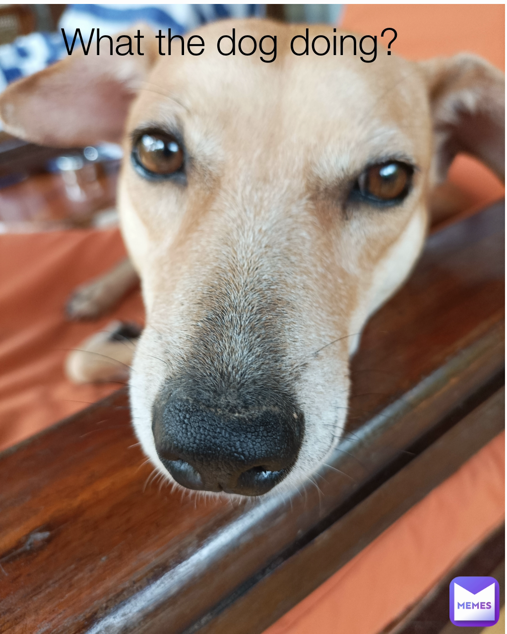 What the dog doing?