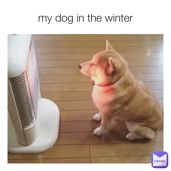 my dog in the winter