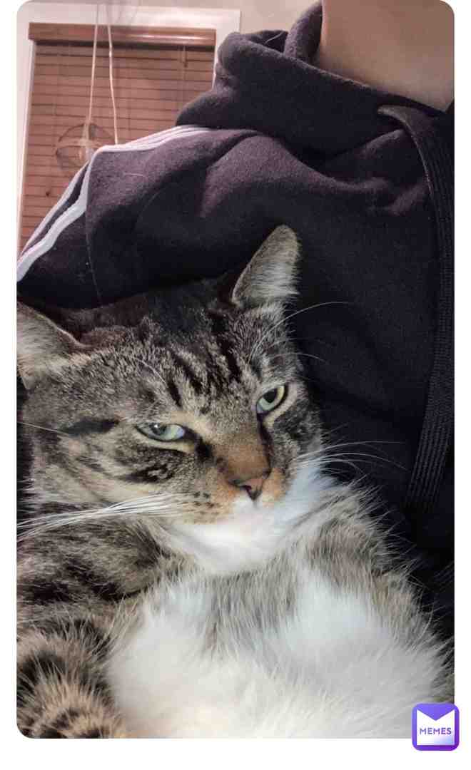 Gatto