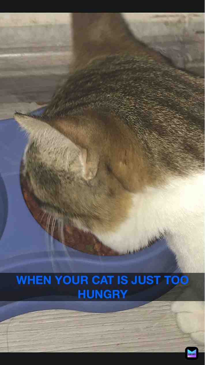 ​ #cat needs food