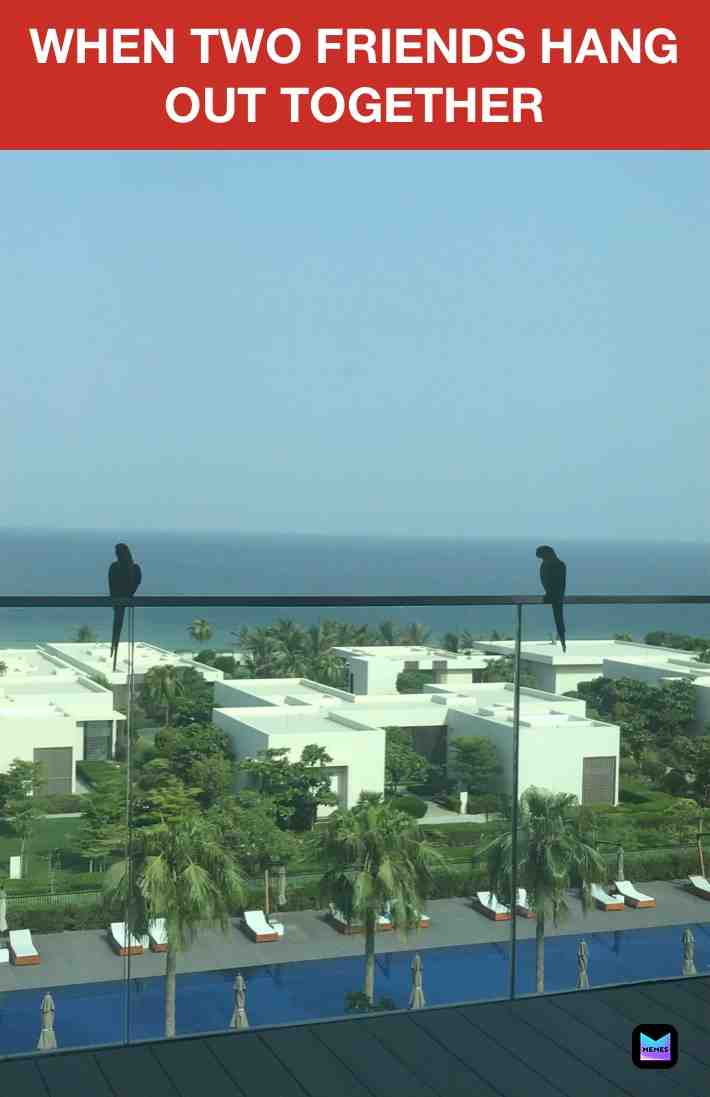 #bird  #friendship