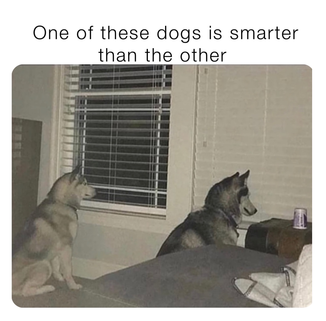 One of these dogs is smarter than the other