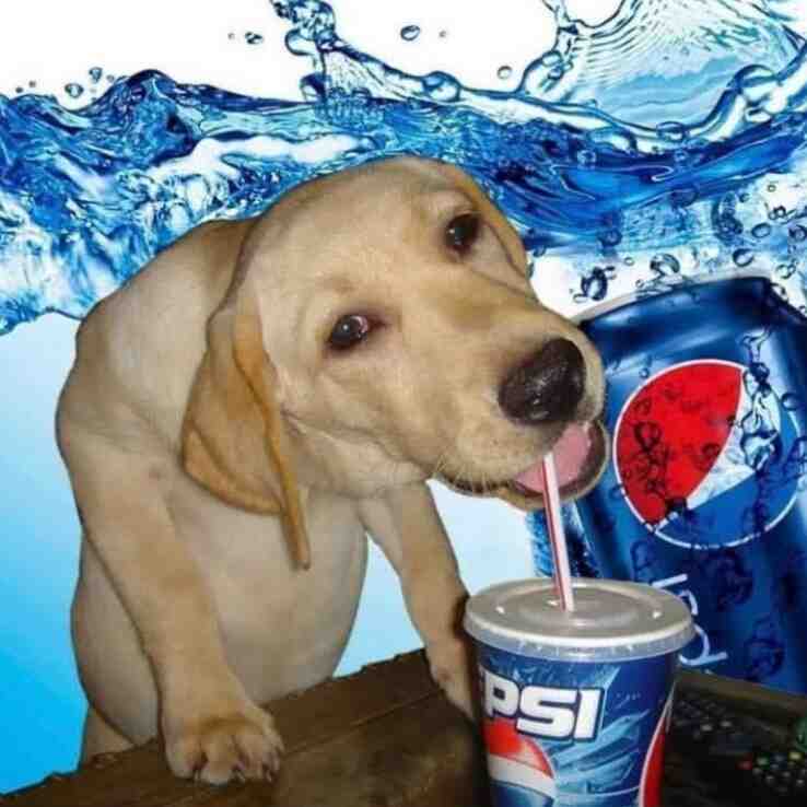 🐶🥤  #memes