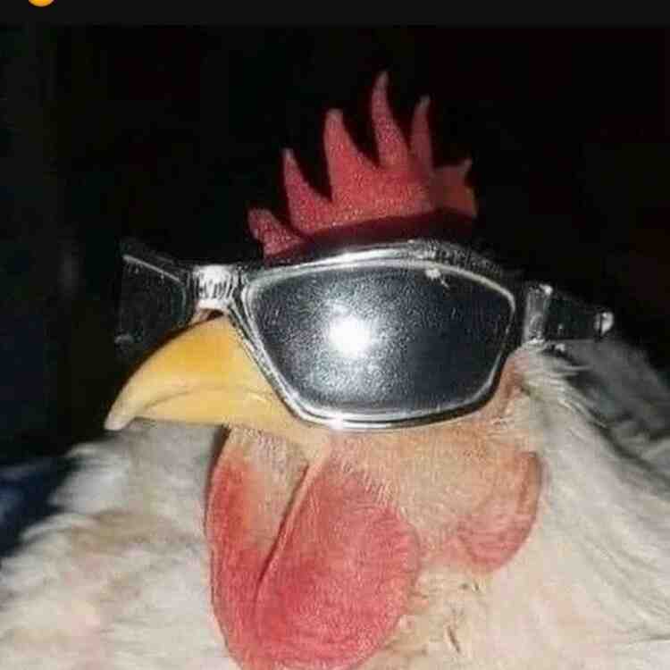 😎🐓  #memes