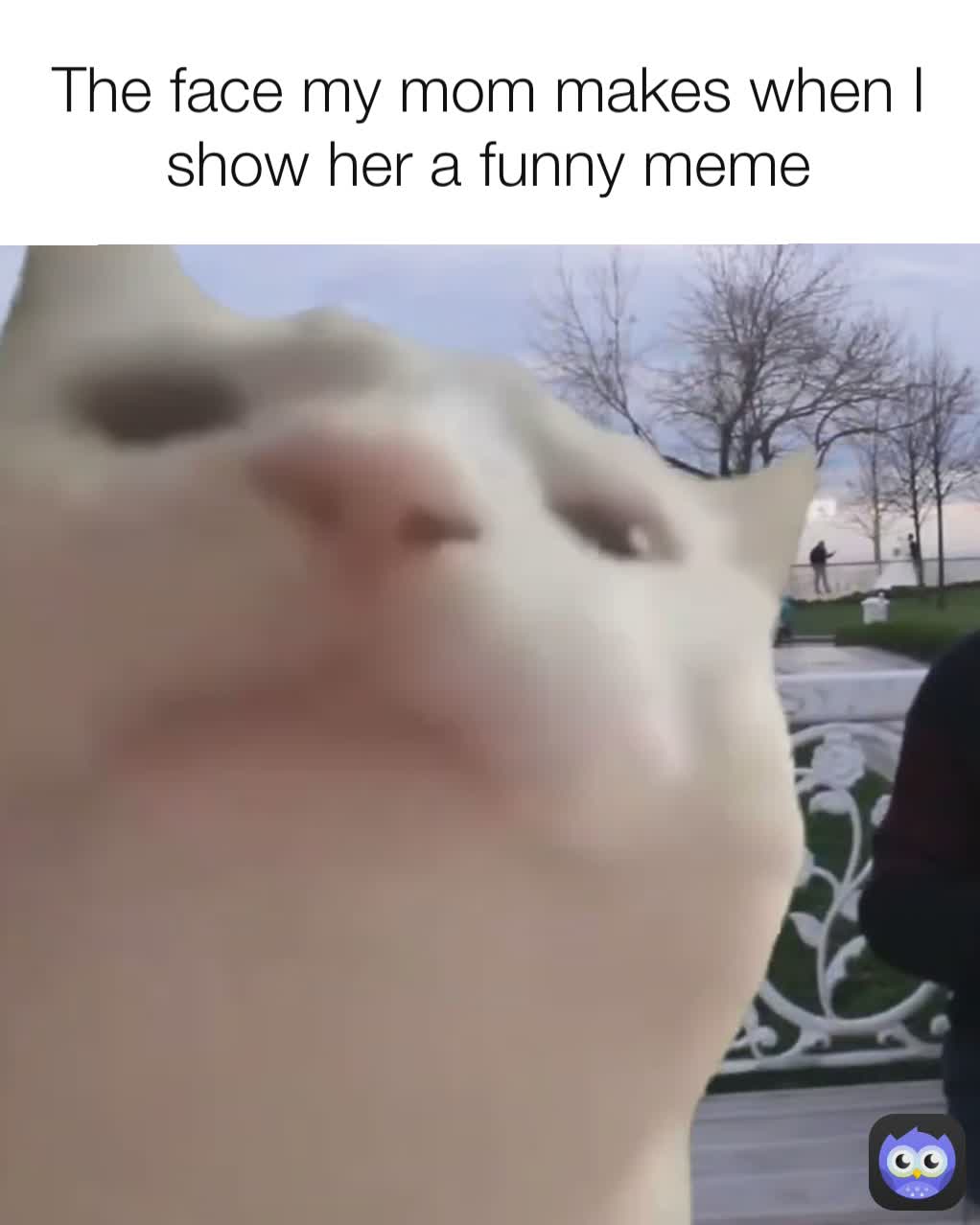 The face my mom makes when I show her a funny meme