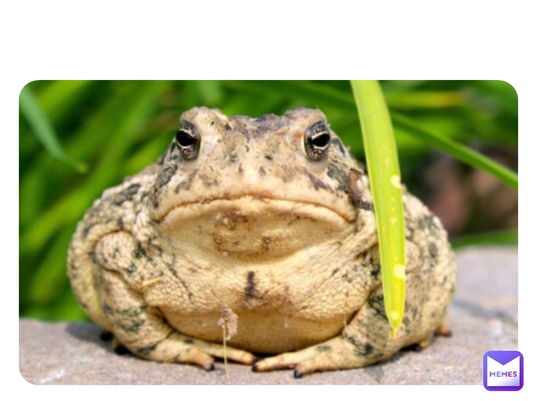 Meme by FrogGuy