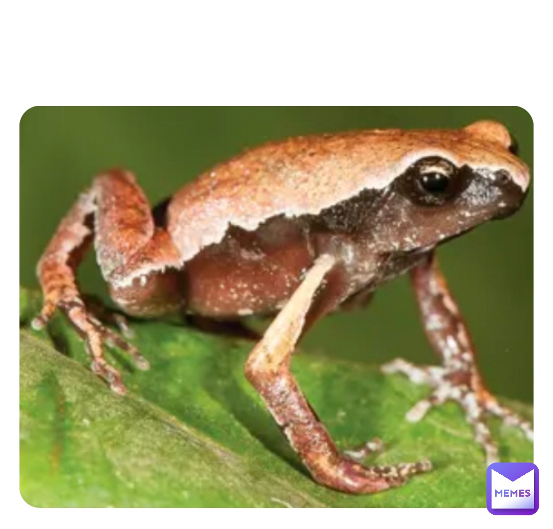 Meme by FrogGuy