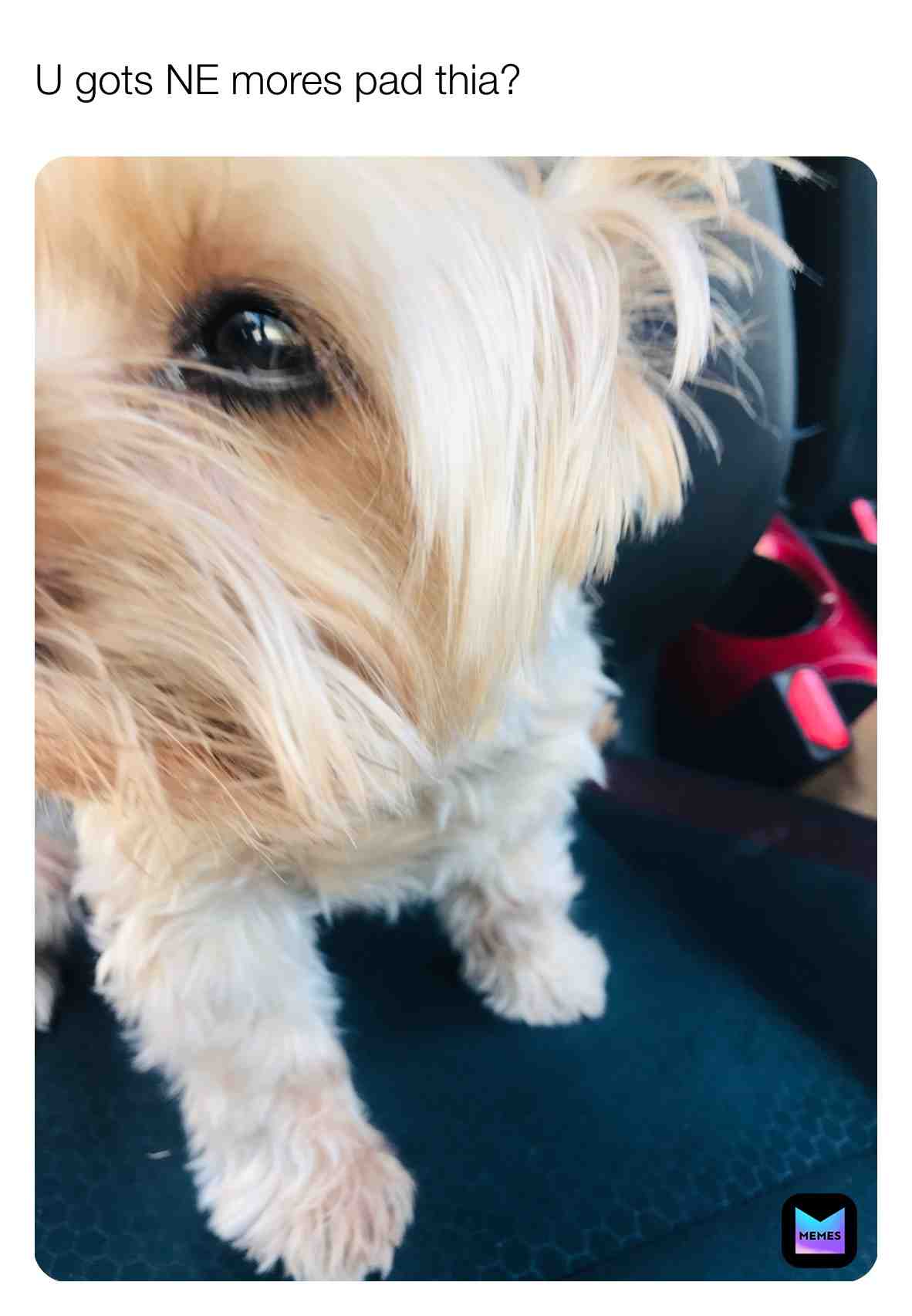 #dogmemes #dog #memes #gaymeme β #hashtagforhashtag β #instagram