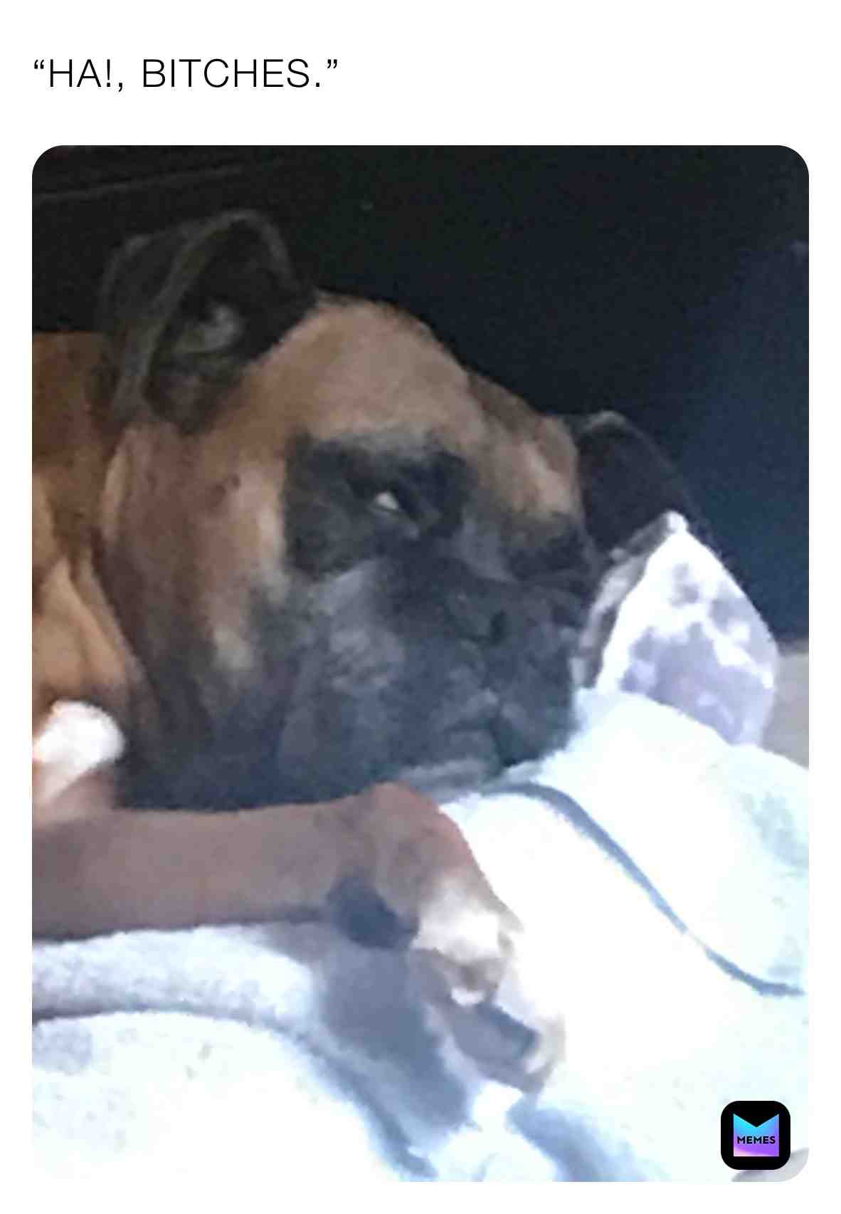 #dogmemes #gaymemer β #hashtagforhashtag β #instagram