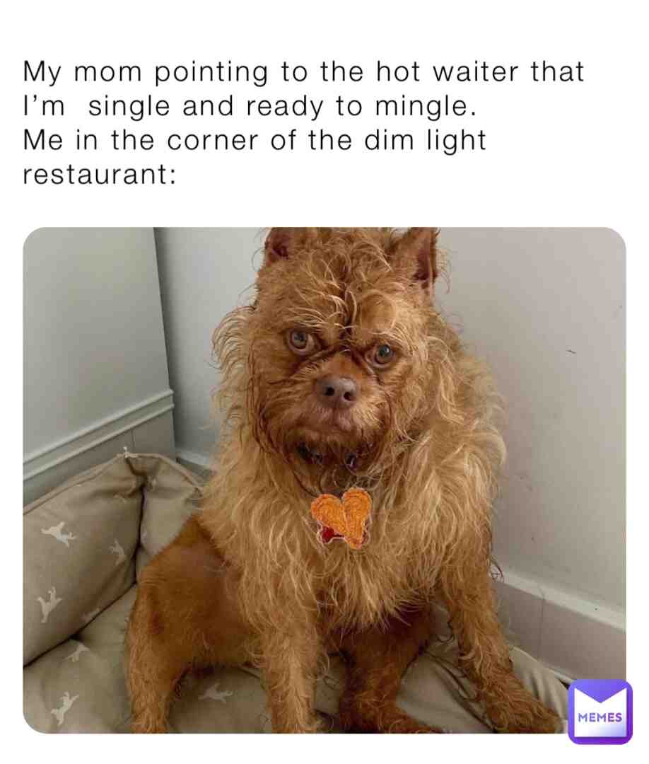 #dogs #dogmemes
