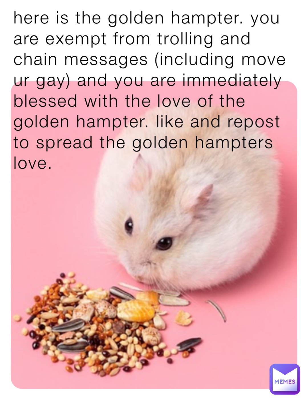 here is the golden hampter. you are exempt from trolling and chain messages (including move ur gay) and you are immediately blessed with the love of the golden hampter. like and repost to spread the golden hampters love.