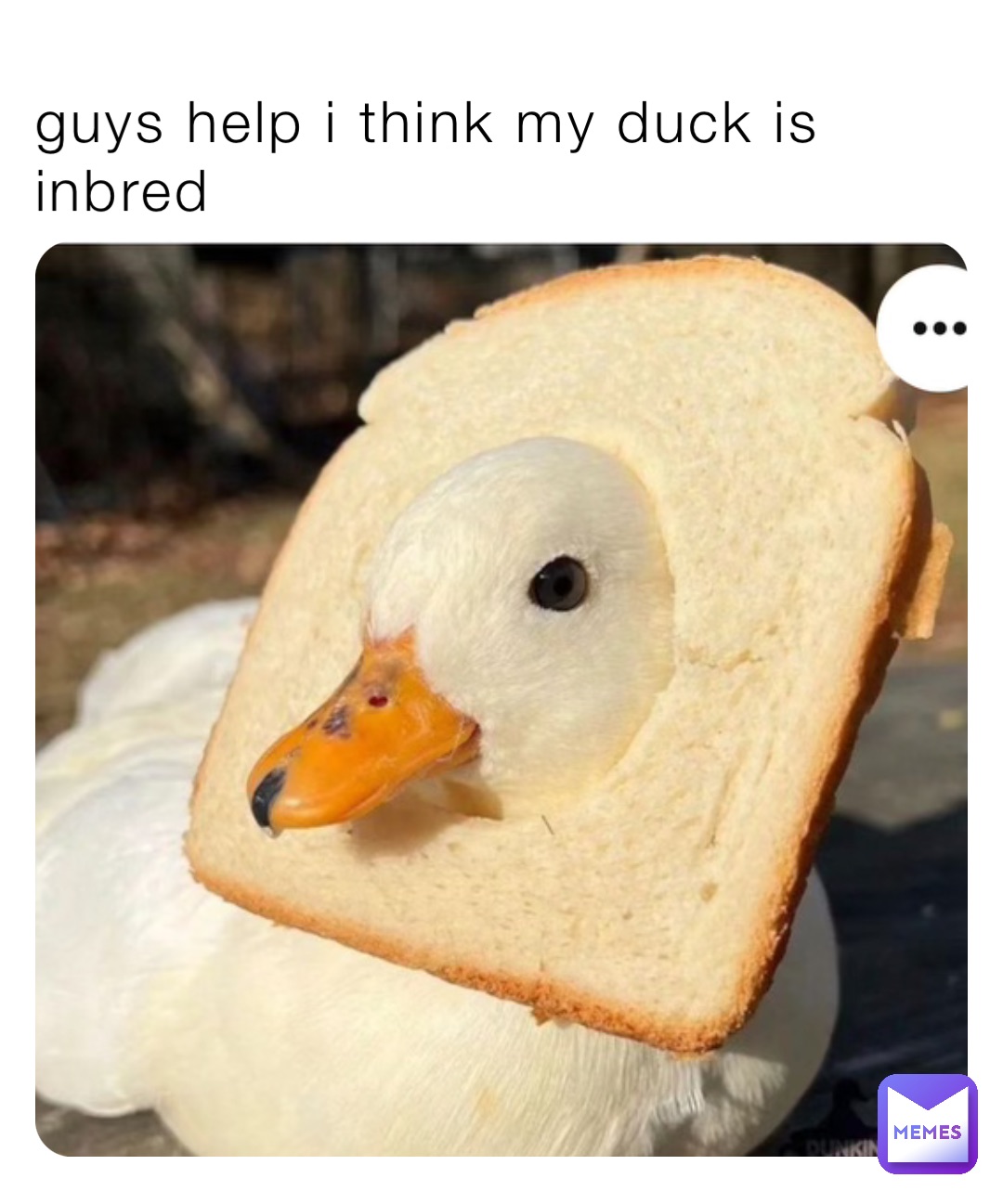 guys help i think my duck is inbred