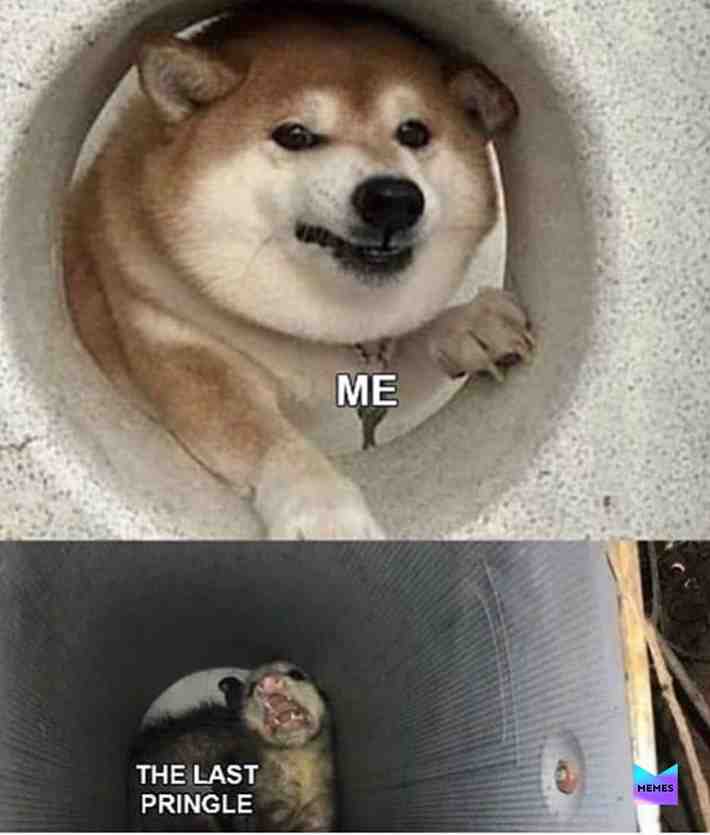ye give me snacko #hungry #snacks #snacko #memes #meme #dog #dogememe #doge